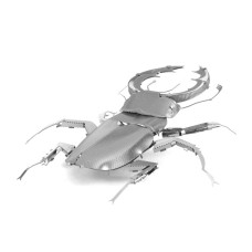 Stag Beetle Insect