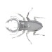Stag Beetle Insect