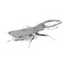 Stag Beetle Insect