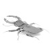 Stag Beetle Insect