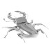 Stag Beetle Insect